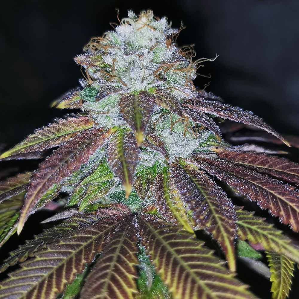 Squirterz Female Cannabis Seeds