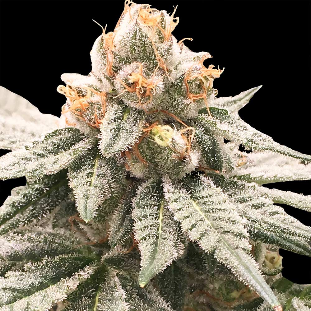 Lemon Oasis Female Cannabis Seeds