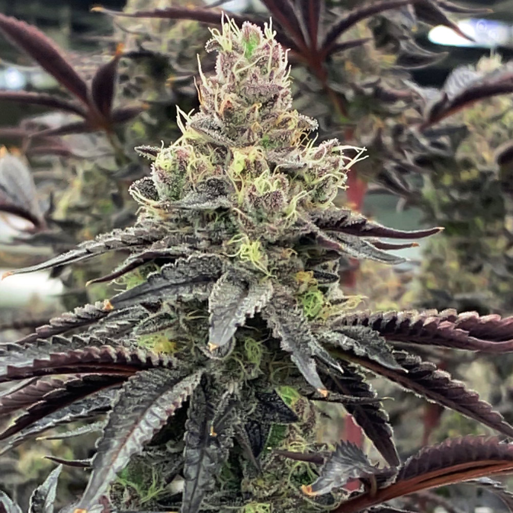 Luv Muffin Female Cannabis Seeds Wholesale