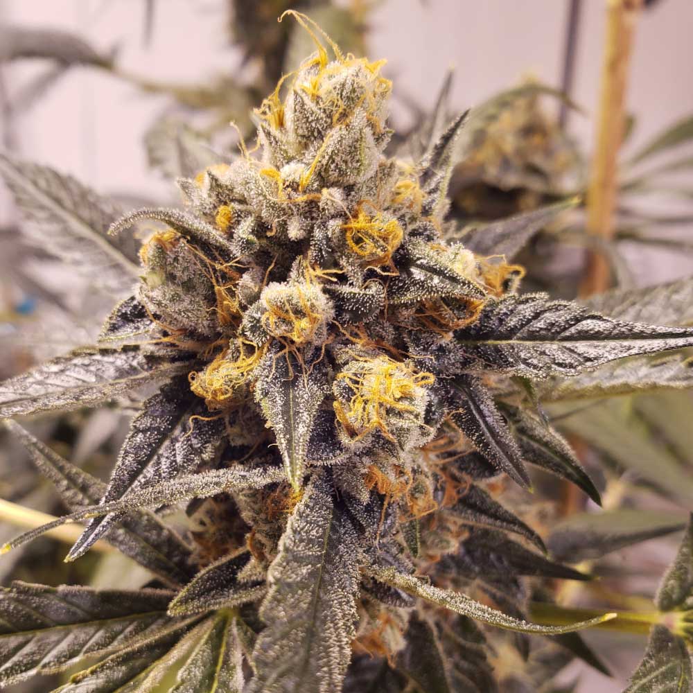 F-Cut-LRTK Regular Cannabis Seeds Wholesale