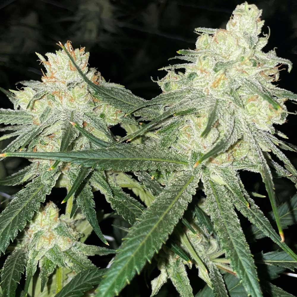 Scotts Haze Regular Cannabis Seeds Wholesale