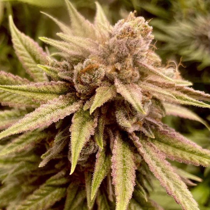 Runtz Ghost Train Female Cannabis Seeds Wholesale
