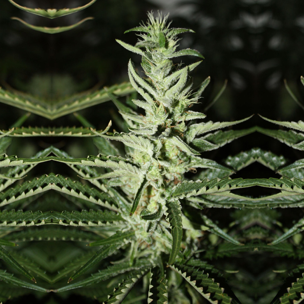 Somali Taxi Ride Cannabis Seeds Wholesale