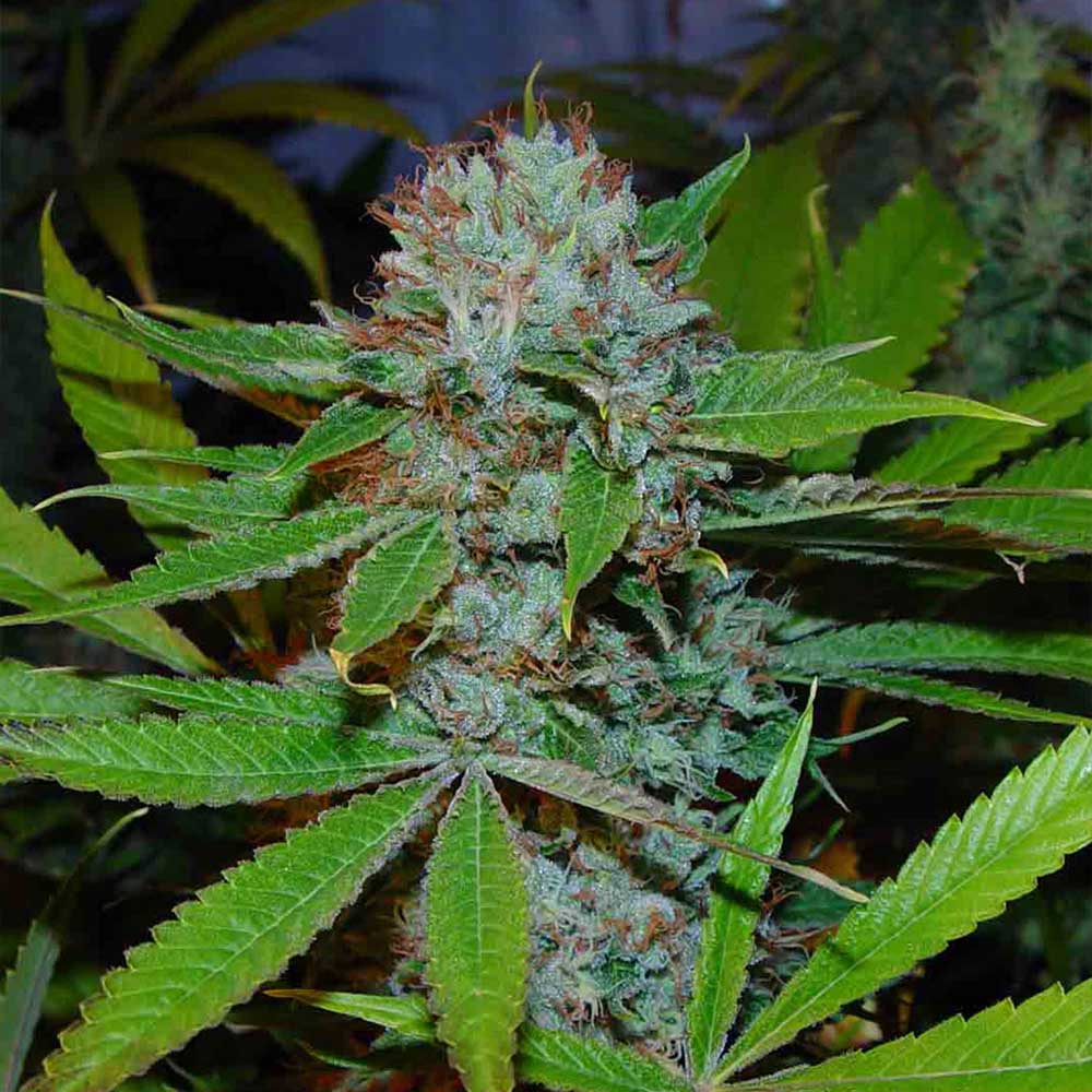 Buddhas Sister Feminized