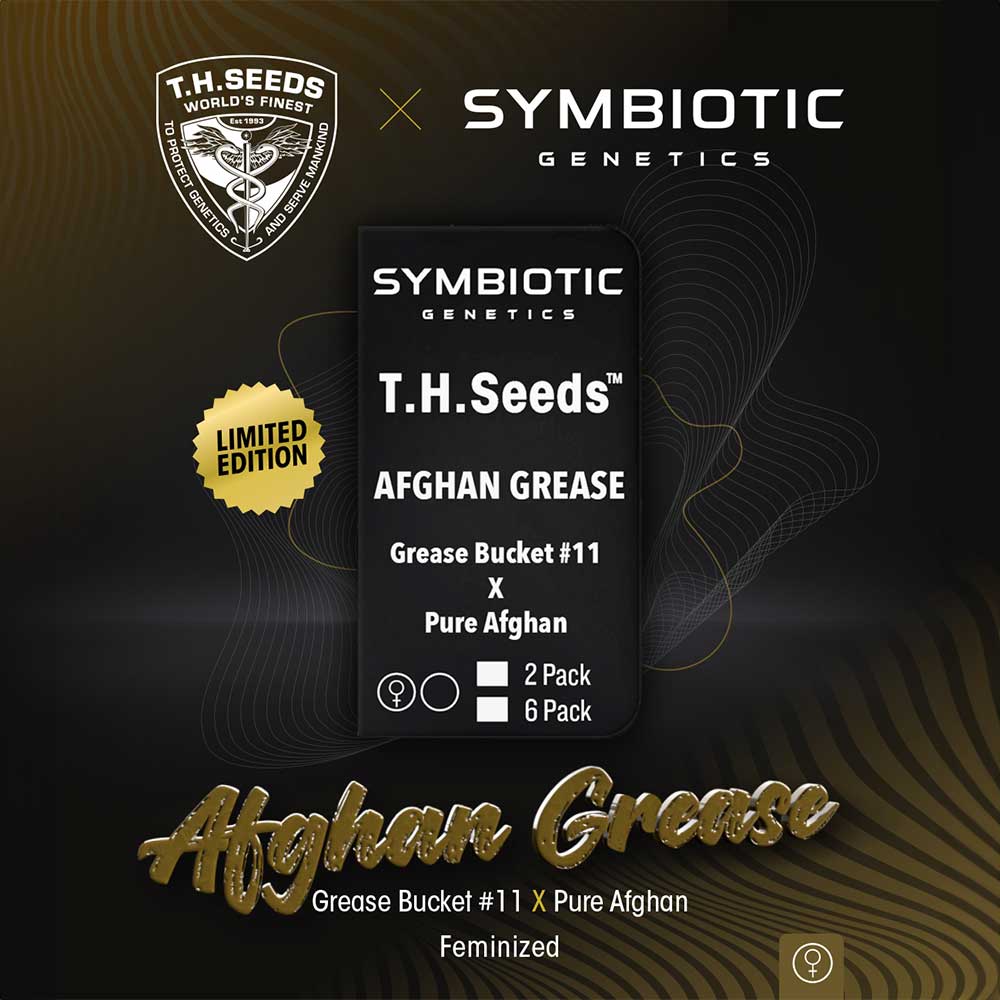 Afghan Grease Feminized Symbiotic Genetics Wholesale