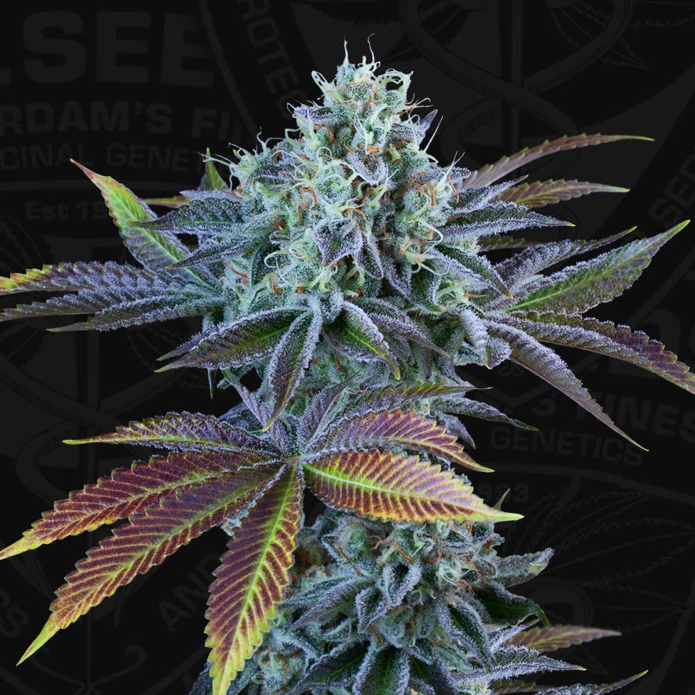 Auto French Cookies Autoflowering Cannabis Seeds