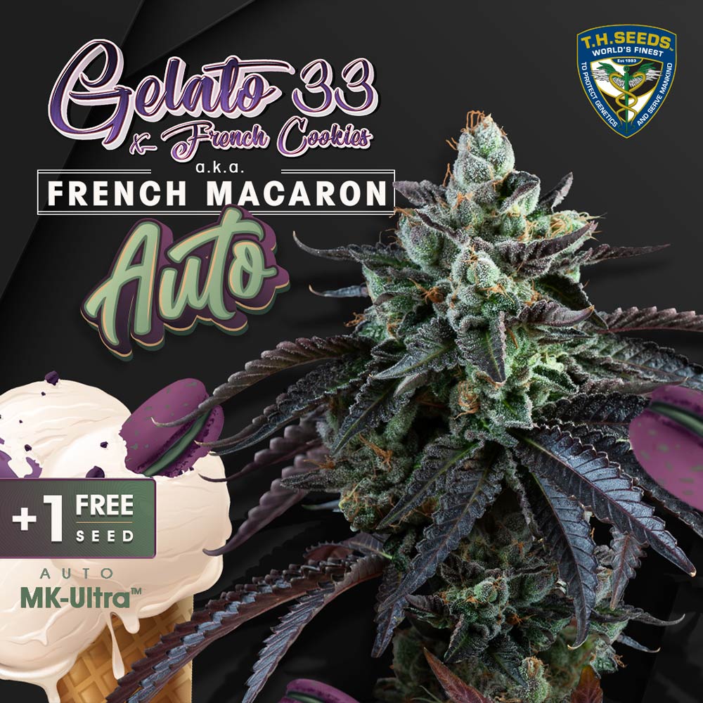 Auto French Macaron Autoflowering Cannabis Seeds