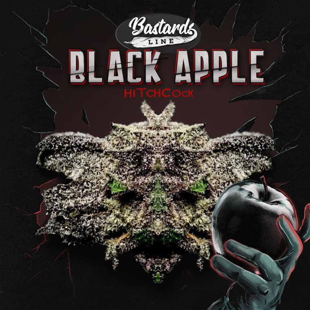 Black Apple Hitchcock Female Cannabis Seeds