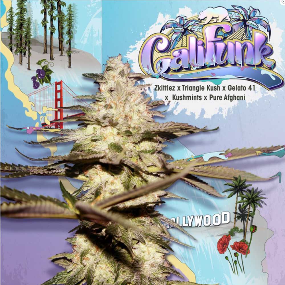 CaliFunk Female Cannabis Seeds Wholesale