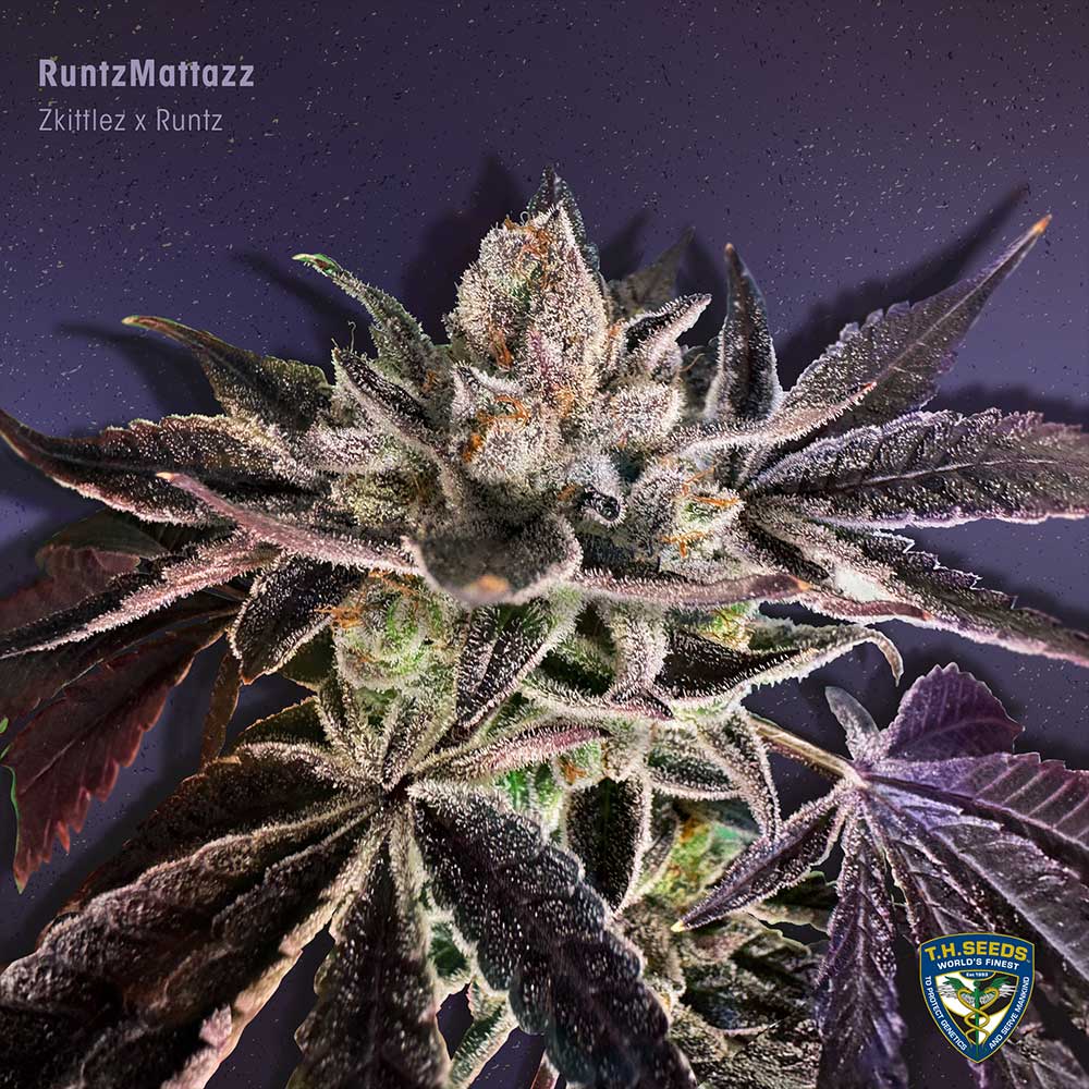 CaliFunk Female Cannabis Seeds Wholesale