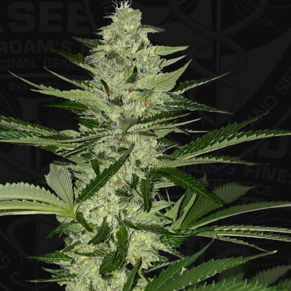 MelonSicle Feminized Cannabis Seeds