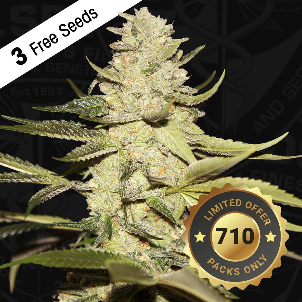 Planet Lemon Female Cannabis Seeds