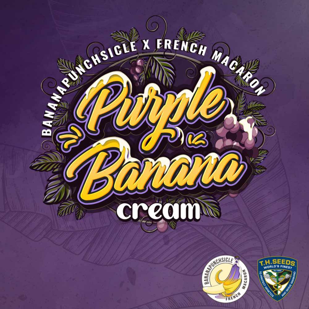 Purple Banana Cream Female Cannabis Seeds