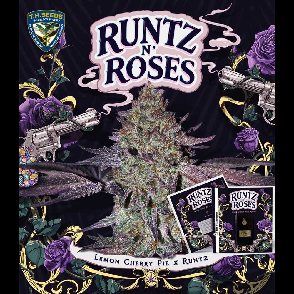 Hazanana Female Cannabis Seeds