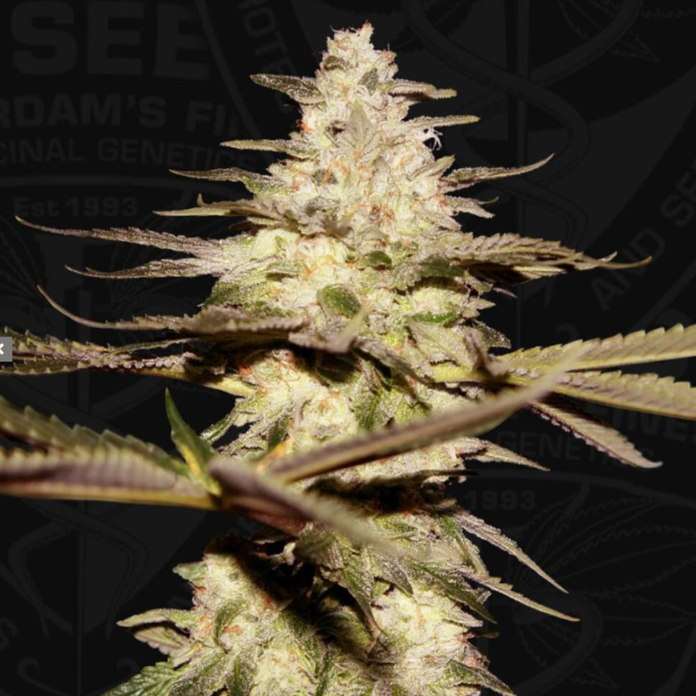 CaliFunk Female Cannabis Seeds Wholesale
