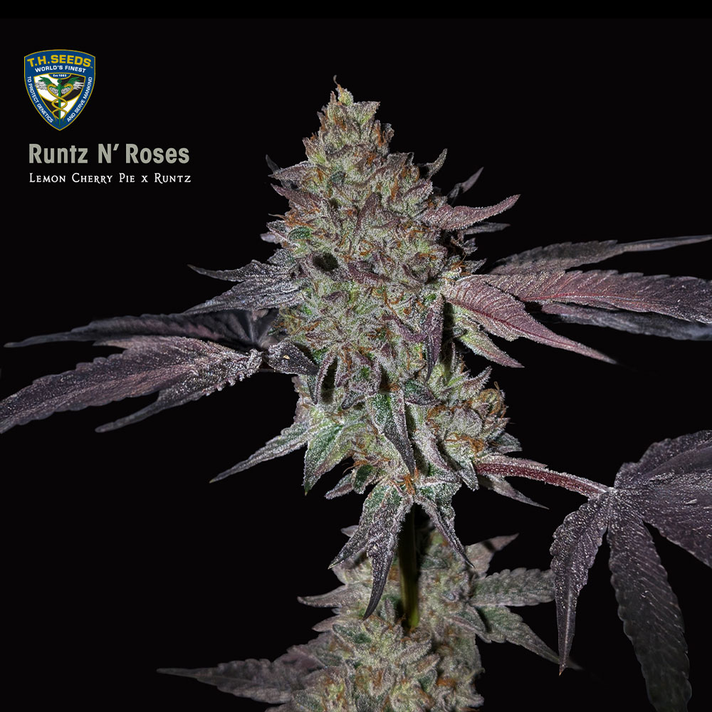Runtz N Roses Feminized Cannabis Seeds T.H.Seeds