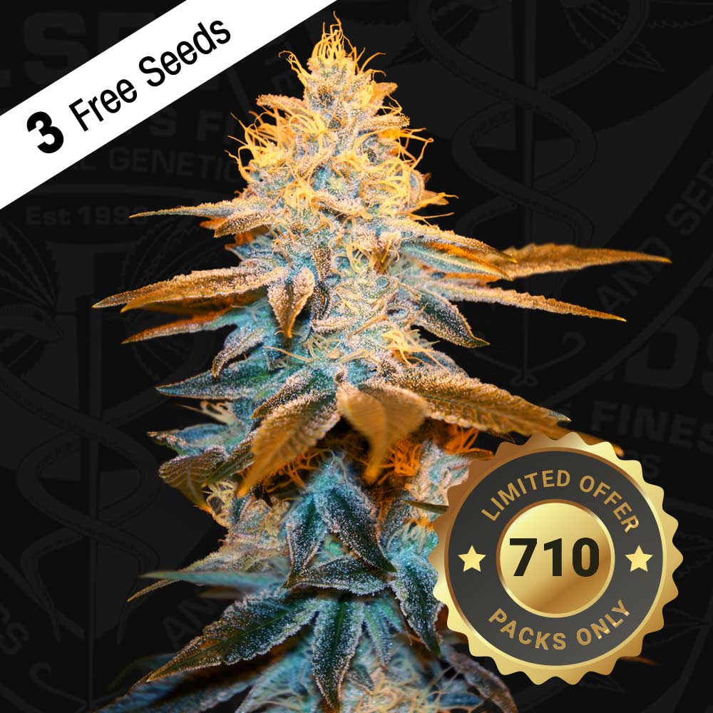 Strawberry Glue Female Cannabis Seeds