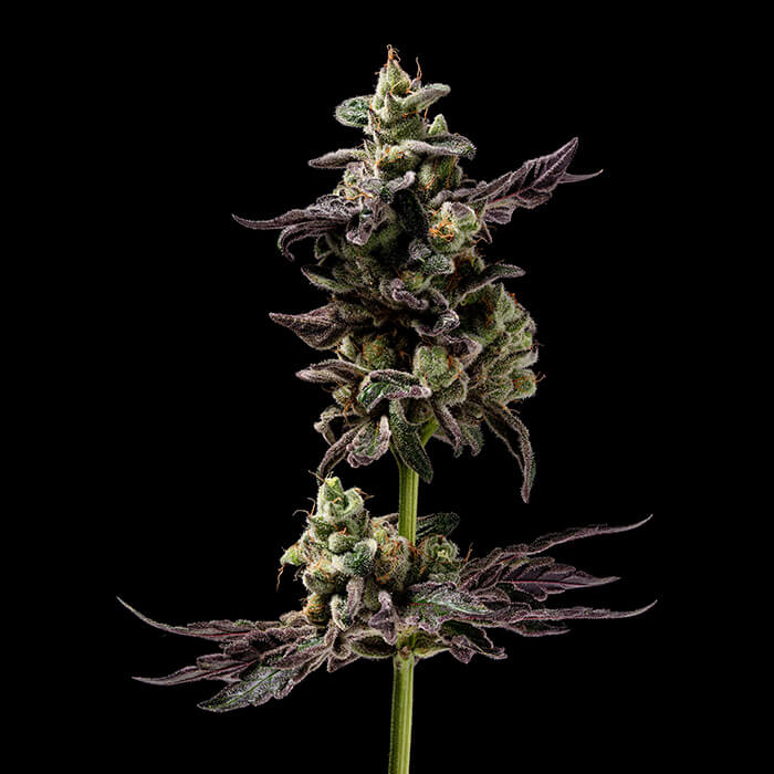 NITRAID モザイク 420 REAL WEED チーチョン - メルカリ