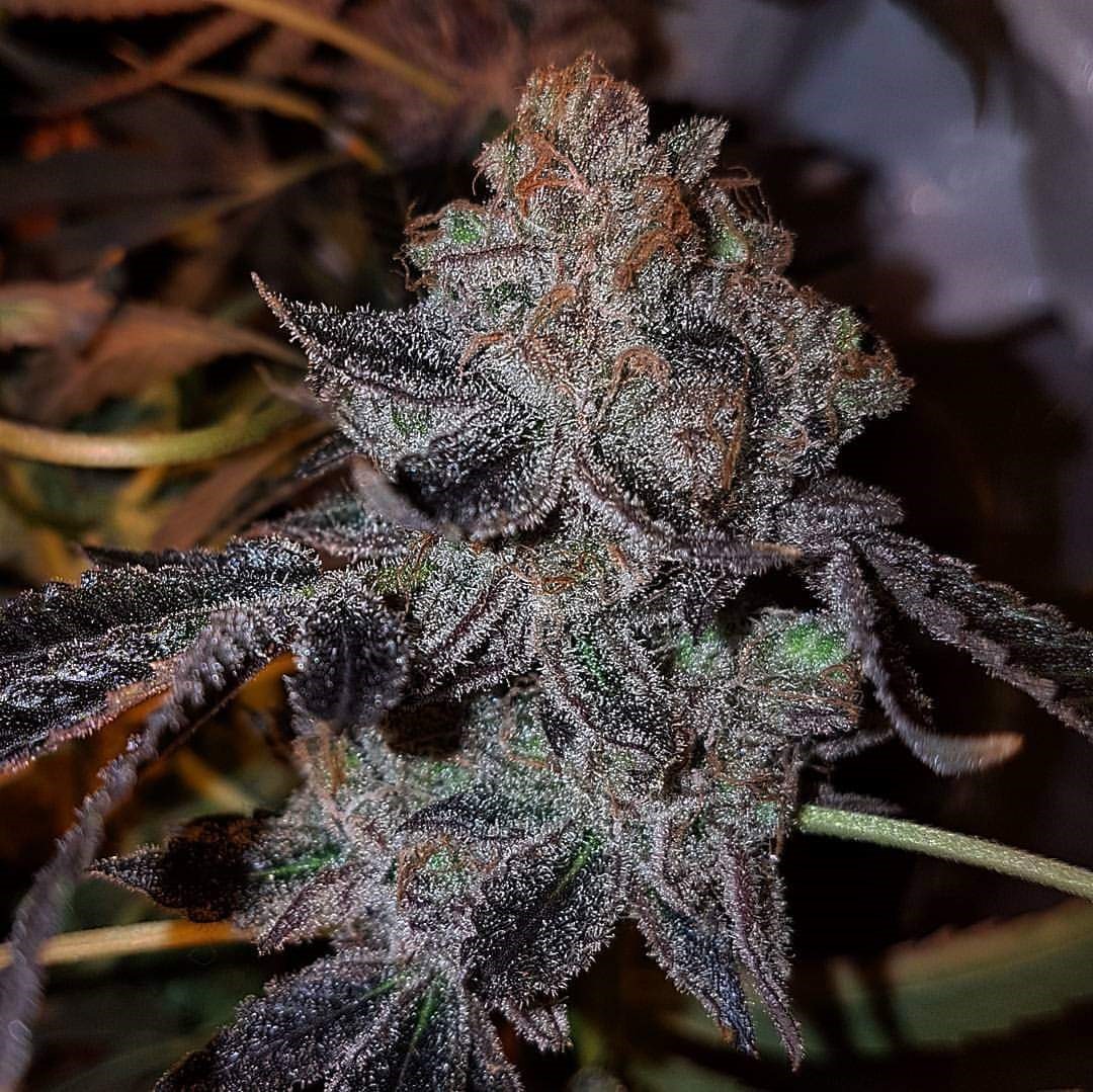 Zen-X SWAG | Cannabis Regular Seeds | TerpyZ Mutant Genetics