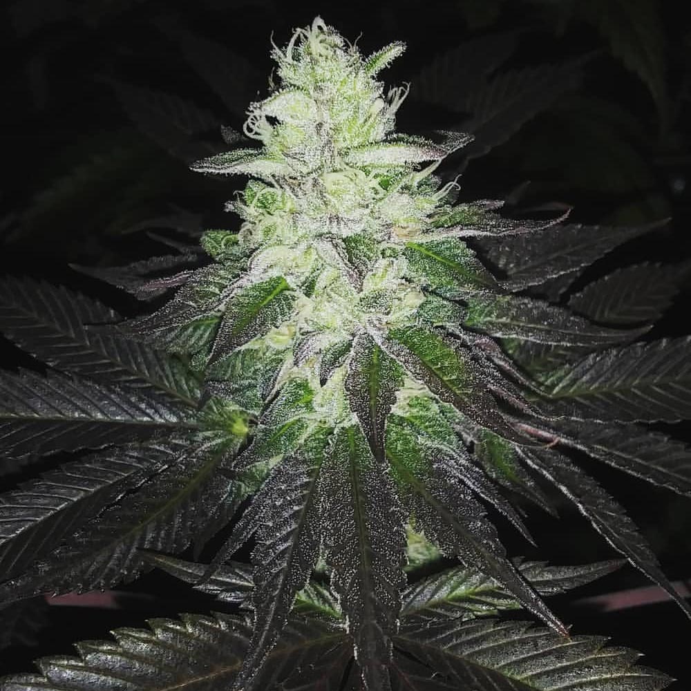 Super Zolider Serum Regular Cannabis Seeds by Dark Horse