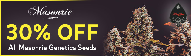 30% OFF All Masonrie Genetics Seeds