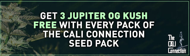 Buy Any Seeds From The Cali Connection & Get 4 Jupiter OG Kush Female Seeds For Free