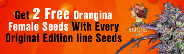 Get 2 Free Orangina Female Seeds With Every Original Edition line Seeds 
