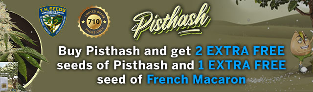 Buy Pisthash and get 2 EXTRA FREE seeds of Pisthash and 1 EXTRA FREE seed of French Macaron
