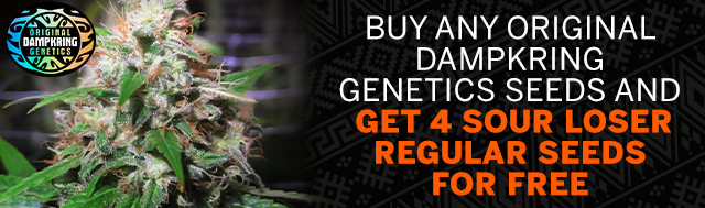 Free Sour Loser Regular Seeds With Every Original Dampkring Genetics