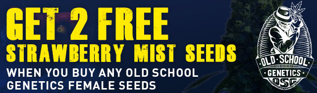 Buy any Strain from Old School Genetics and get 2 Strawberry Mist Seeds for FREE!