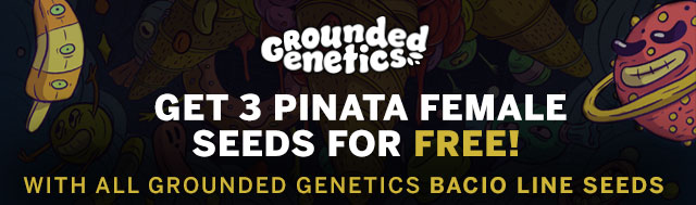 Buy Any Bacio Crosses Strains From Grounded Genetics Seeds and Get 3 Pinata Female Seeds For Free