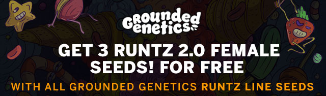 Buy Any Runtz Crossed Strains From Grounded Genetics Seeds and Get 3 Runtz 2.0 Female Seeds For Free
