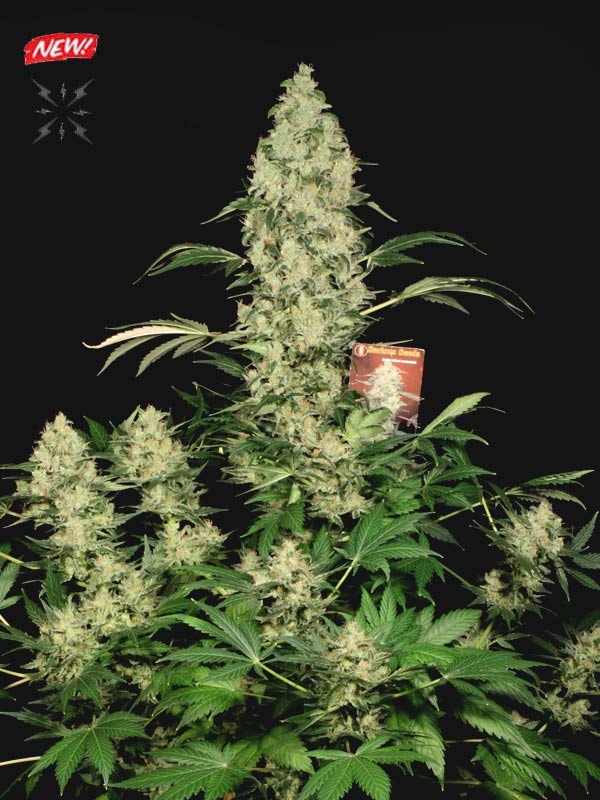 The Azucar Regular Cannabis Seeds by Plantinum Seeds - Terphogz Wholesale