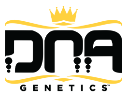DNA Geneticz Cannabis Seeds Wholesale