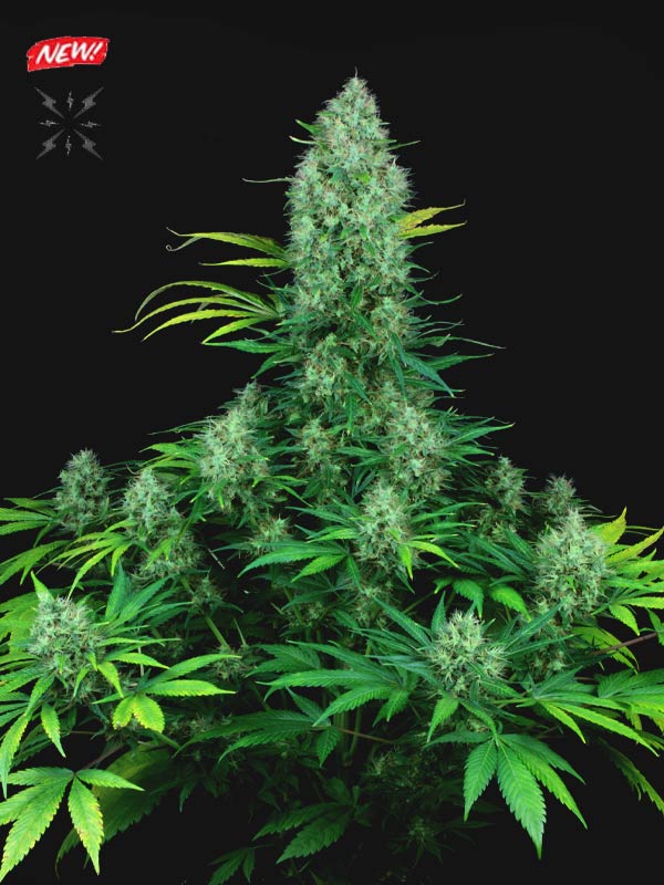Pineapple Passion Zmoothie Cannabis Seeds by Plantinum Seeds - Terphogz Wholesale