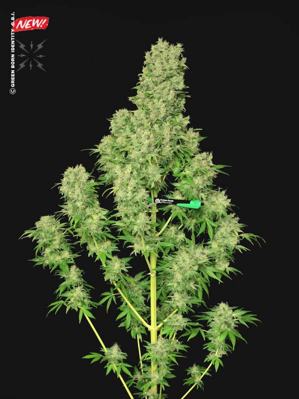 Black Hog Regular Cannabis Seeds by Plantinum Seeds - Terphogz Wholesale